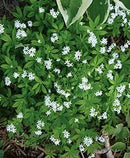 GALIUM ODORATUM - SWEET WOODRUFF