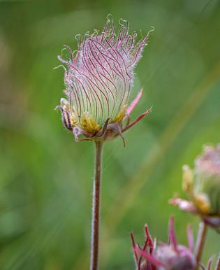 GEUM TRIFLORUM - PRAIRIE SMOKE