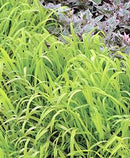 GRASS - GOLDEN MILLET