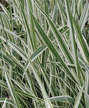 GRASS - VARIGATED RIBBON