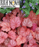 HEUCHERA - GEORGIA PEACH