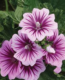 HOLLYHOCK - MALVA ZEBRINA