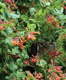 HONEYSUCKLE - BROWNIE DROPMORE SCARLETT