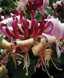 HONEYSUCKLE - PERICIL SEROTINA