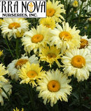 LEUCANTHEMUM - GOLDFINCH