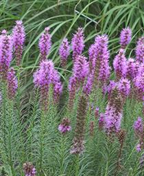 LIATRIS SPICATA - FLORISTAN VIOLET