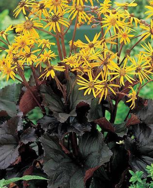 LIGULARIA - MIDNIGHT LADY