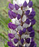 LUPINUS - MINI GALLERY BLUE