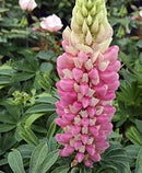 LUPINUS - MINI GALLERY PINK