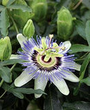 PASSIFLORA - BECKY BLUE/WHITE