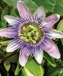 PASSIFLORA - PASSION VINE