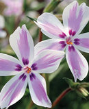 PHLOX - CANDY STRIPE