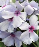 PHLOX - CHATTAHOOCIE