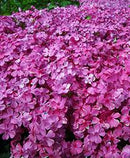 PHLOX - DRUMMONDS PINK
