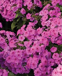 PHLOX - PAN FLAME PINK