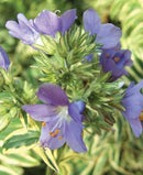 POLEMONIUM - BRISE D ANJOU