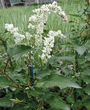 POLYGO - SILVER LACE VINE