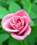 ROSE MINIATURE - PARADE TENA