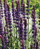 SALVIA NEMOROSA - CARADONNA
