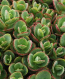 SEDUM - SUNSPARKLER LIME ZINGER