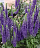 VERONICA - ROYAL CANDLES