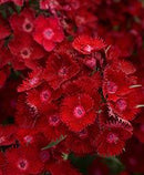 DIANTHUS - ROCKIN RED