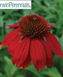 ECHINACEA - SOMBRERO SALSA RED