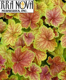 HEUCHERA - DELTA DAWN