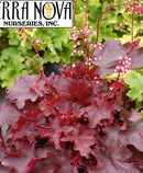 HEUCHERA - FIRE CHIEF