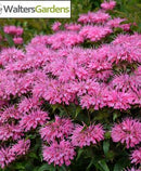 MONARDA - SUGAR BUZZ BUBBLEGUM BLAST