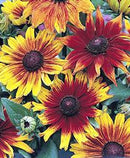 RUDBECKIA - AUTUMN COLORS