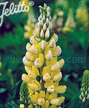 LUPINUS - MINI GALLERY YELLOW