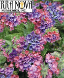 PULMONARIA - RASPBERRY SPLASH