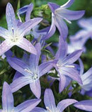 CAMPANULA - POSCHARSKYANA BLUE WATERFALL