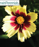 COREOPSIS - SUPER STAR