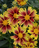COREOPSIS LI'L BANG ENCHANTED EVE