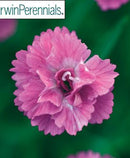 DIANTHUS - MOUNTAIN FROST PINK POM POM