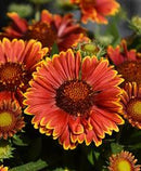 GAILLARDIA - SPINTOP YELLOW TOUCH
