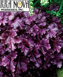 HEUCHERA - FOREVER PURPLE