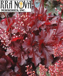 HEUCHERA - FOREVER RED