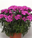 DIANTHUS - ROCKIN PURPLE