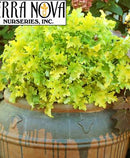 HEUCHERA - LIME MARMALADE