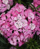 DIANTHUS - ROCKIN PINK MAGIC