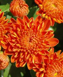 CHRYSANTHEMUM - AUTUMN SPICE