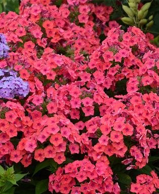 PHLOX - PAN CORAL FLAME