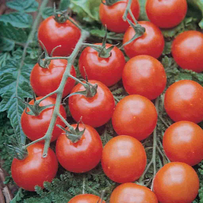 TOMATOES SUPERSWEET 100