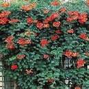 TRUMPET VINES - MADAME GALEN ORANGE