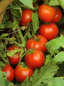INDIVIDUAL REGULAR TOMATOES - EARLY GIRL