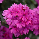 VERBENA MAGENTA