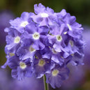 VERBENA SKY BLUE